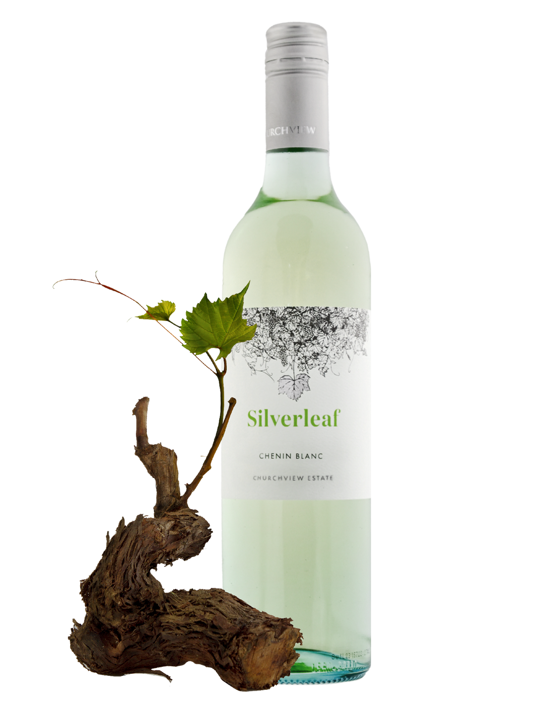 Silverleaf